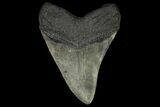 Fossil Megalodon Tooth - Georgia #144293-2